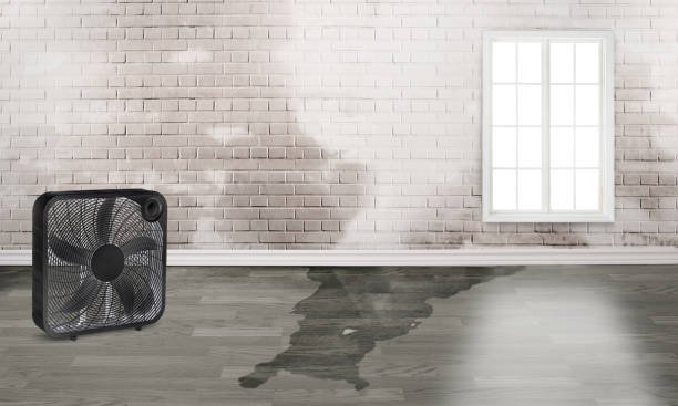 Best Water damage restoration near me  in Lakeland, GA